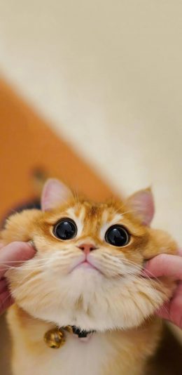 [2436x1125]宠物 猫咪 大眼睛 萌 苹果手机壁纸图片