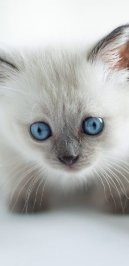 [2436x1125]宠物 猫咪 小奶猫 可爱 苹果手机壁纸图片