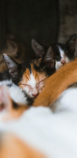 [2436x1125]宠物 猫咪 小奶猫 睡觉 苹果手机壁纸图片