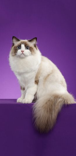 [2436x1125]宠物 猫咪 布偶猫 可爱 苹果手机壁纸图片