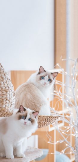 [2436x1125]宠物 猫咪 布偶猫 白色 可爱 苹果手机壁纸图片