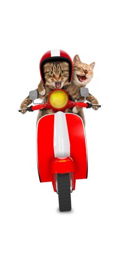 [2436x1125]宠物 猫咪 开车 创意 苹果手机壁纸图片