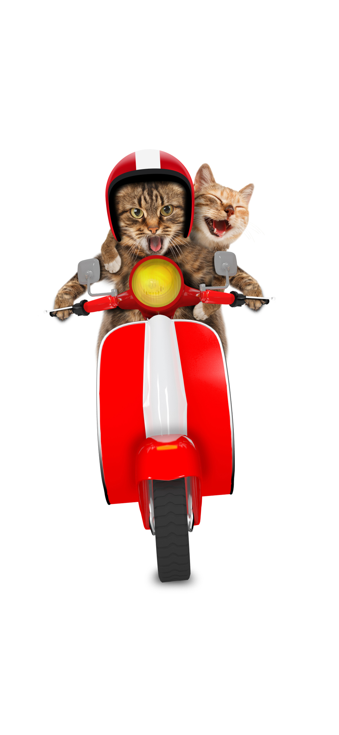 [2436×1125]宠物 猫咪 开车 创意 苹果手机壁纸图片