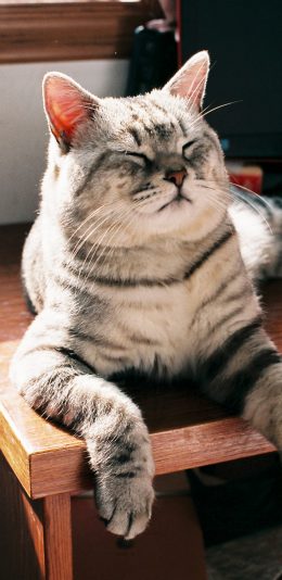 [2436x1125]宠物 猫咪 慵懒 可爱 苹果手机壁纸图片