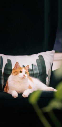 [2436x1125]宠物 猫咪 抱枕 可爱 苹果手机壁纸图片