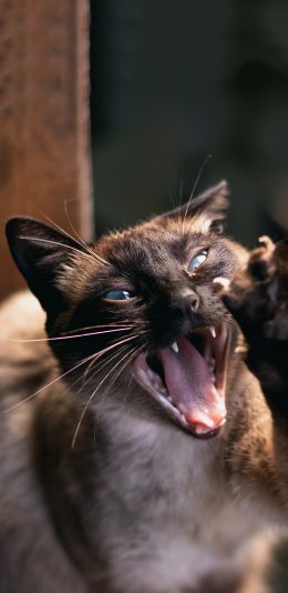 [2436x1125]宠物 猫咪 暹罗猫 张牙舞爪 苹果手机壁纸图片