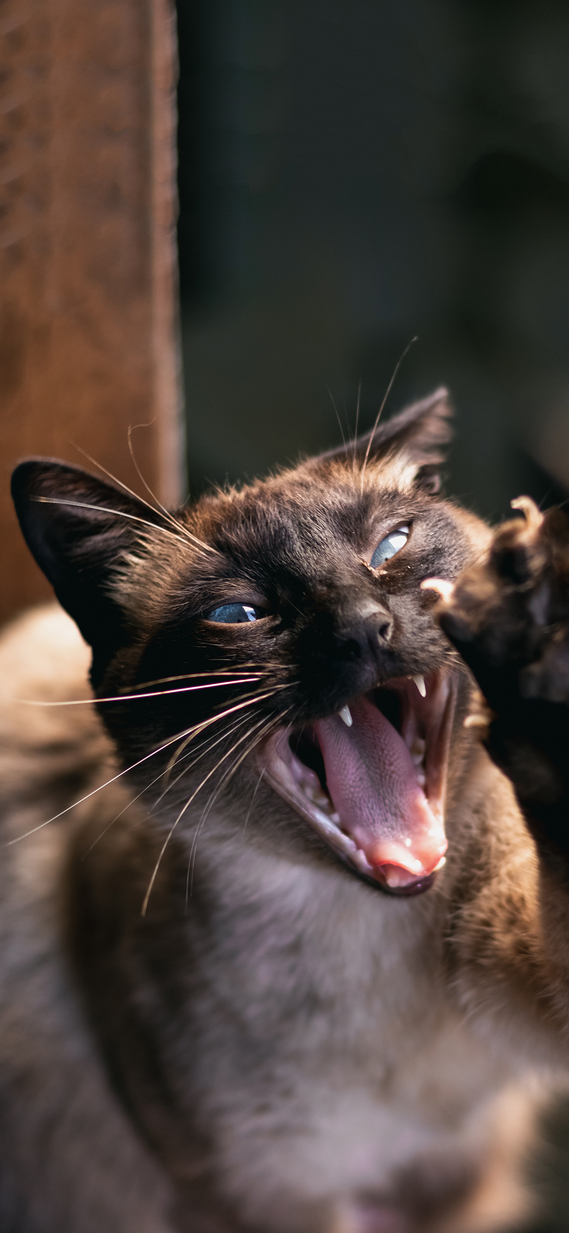 [2436×1125]宠物 猫咪 暹罗猫 张牙舞爪 苹果手机壁纸图片