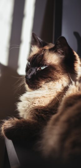 [2436x1125]宠物 猫咪 暹罗猫 挖煤猫 苹果手机壁纸图片