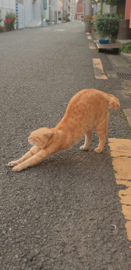 [2436x1125]宠物 猫咪 橘猫 伸懒腰 苹果手机壁纸图片