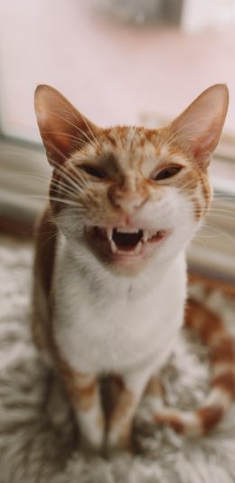 [2436x1125]宠物 猫咪 橘猫 凶 苹果手机壁纸图片
