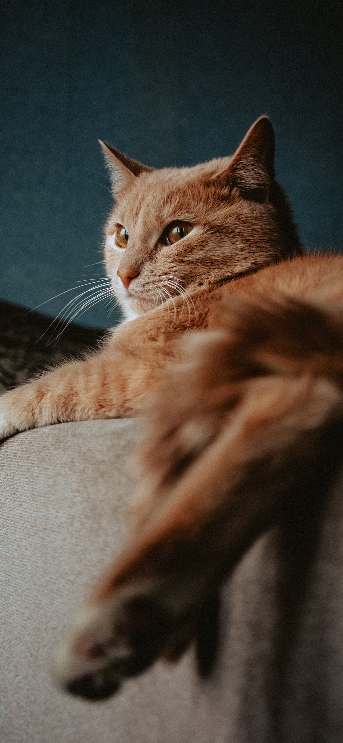 [2436×1125]宠物 猫咪 橘猫 喵星人 苹果手机壁纸图片