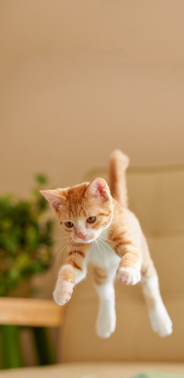 [2436x1125]宠物 猫咪 橘猫 幼崽 苹果手机壁纸图片