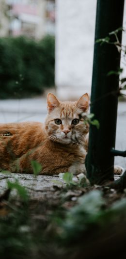 [2436x1125]宠物 猫咪 橘猫 枝叶 苹果手机壁纸图片