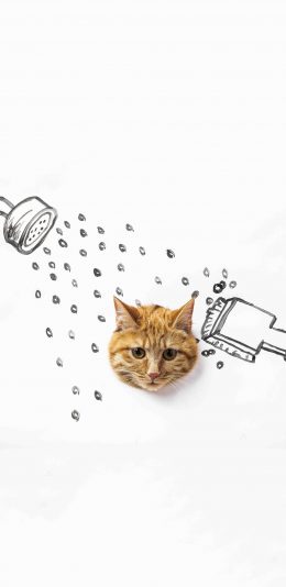 [2436x1125]宠物 猫咪 橘猫 洗澡 创意（取自站酷网：PS亲宠摄影） 苹果手机壁纸图片