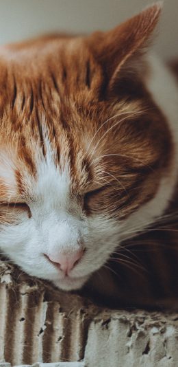 [2436x1125]宠物 猫咪 橘猫 眯眼 苹果手机壁纸图片