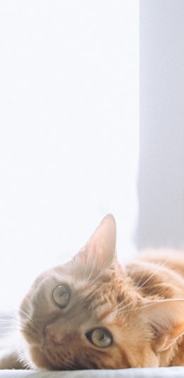 [2436x1125]宠物 猫咪 橘猫 睡觉 苹果手机壁纸图片