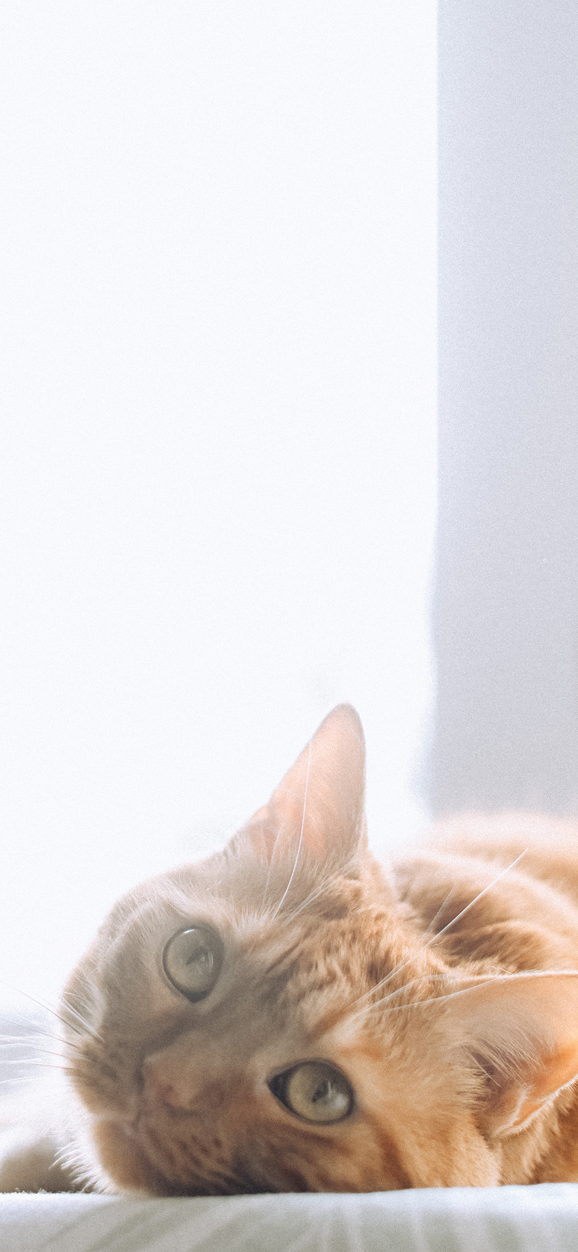 [2436×1125]宠物 猫咪 橘猫 睡觉 苹果手机壁纸图片