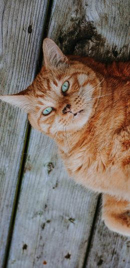 [2436x1125]宠物 猫咪 橘猫 肥猫 躺着 呆萌 苹果手机壁纸图片