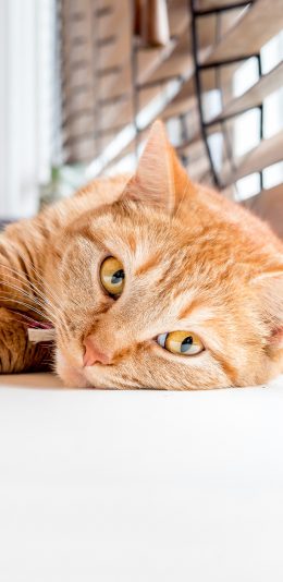 [2436x1125]宠物 猫咪 橘猫 躺着 苹果手机壁纸图片