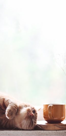 [2436x1125]宠物 猫咪 橘猫 马克杯 苹果手机壁纸图片