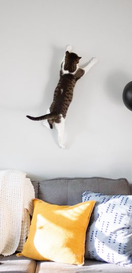 [2436x1125]宠物 猫咪 沙发 跳跃 上墙 苹果手机壁纸图片