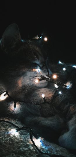 [2436x1125]宠物 猫咪 灯光 黑暗 苹果手机壁纸图片