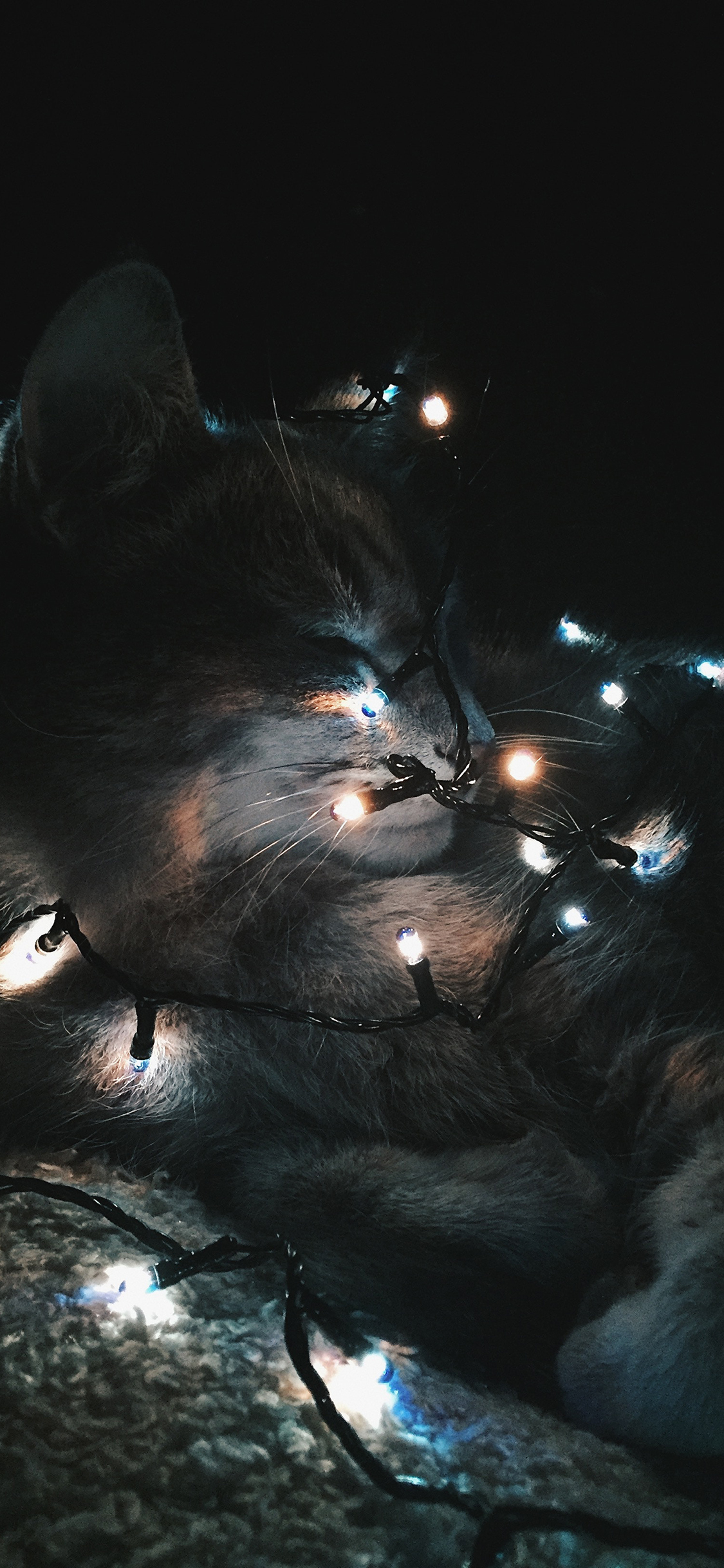 [2436×1125]宠物 猫咪 灯光 黑暗 苹果手机壁纸图片