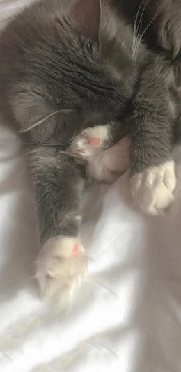 [2436x1125]宠物 猫咪 灰色 睡觉 苹果手机壁纸图片