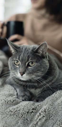 [2436x1125]宠物 猫咪 灰色 胡须 苹果手机壁纸图片