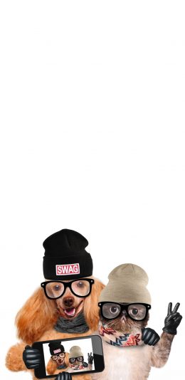 [2436x1125]宠物 猫咪 狗狗 写真 苹果手机壁纸图片