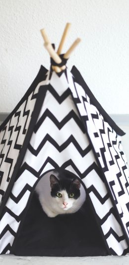 [2436x1125]宠物 猫咪 猫窝 喵星人 苹果手机壁纸图片