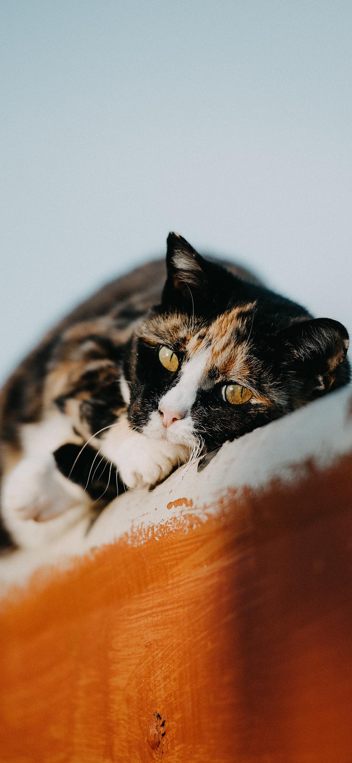 [2436×1125]宠物 猫咪 田园猫 花猫 苹果手机壁纸图片