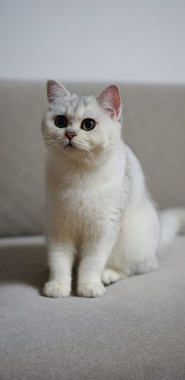 [2436x1125]宠物 猫咪 白色 可爱 苹果手机壁纸图片