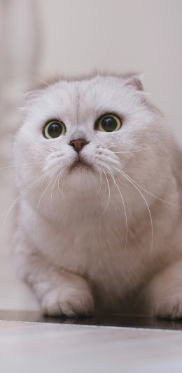 [2436x1125]宠物 猫咪 白色 可爱 大眼睛 萌（取自站酷网：克查） 苹果手机壁纸图片