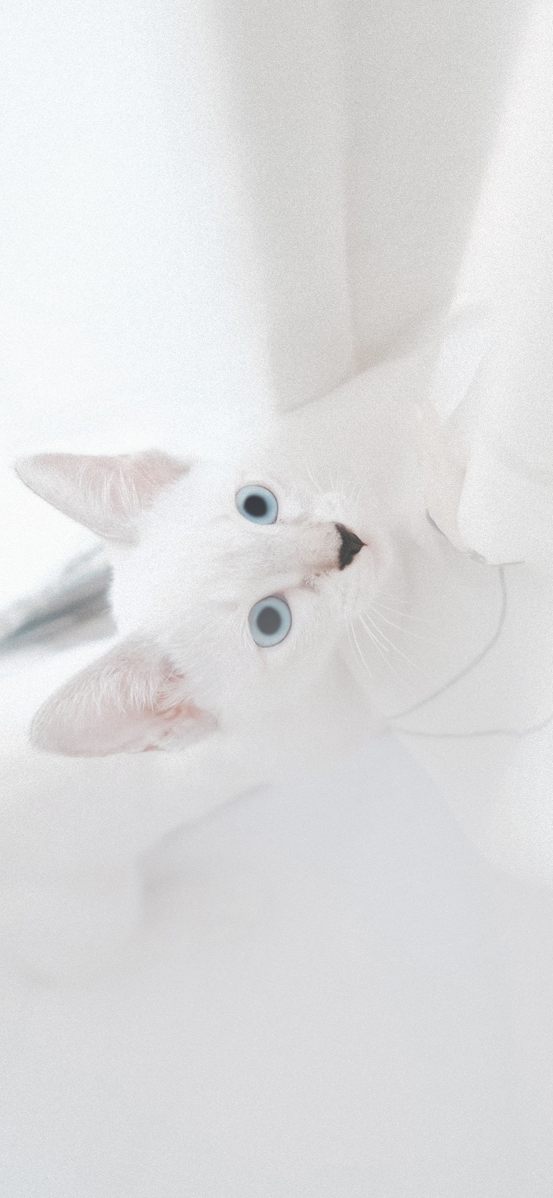 [2436×1125]宠物 猫咪 白色 喵星人 苹果手机壁纸图片