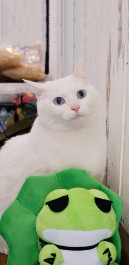 [2436x1125]宠物 猫咪 白色 旅行青蛙 苹果手机壁纸图片