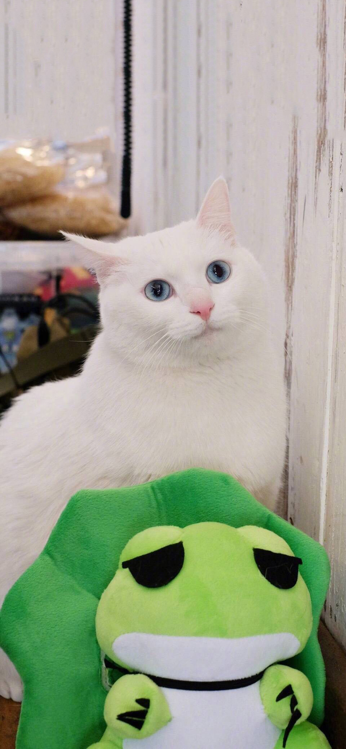 [2436×1125]宠物 猫咪 白色 旅行青蛙 苹果手机壁纸图片
