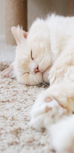 [2436x1125]宠物 猫咪 白色 睡觉 苹果手机壁纸图片