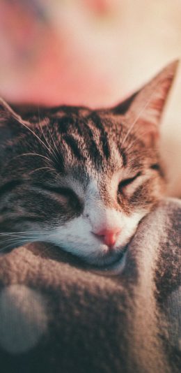 [2436x1125]宠物 猫咪 眯眼 睡眠 苹果手机壁纸图片