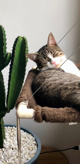 [2436x1125]宠物 猫咪 睡眠 仙人掌 苹果手机壁纸图片