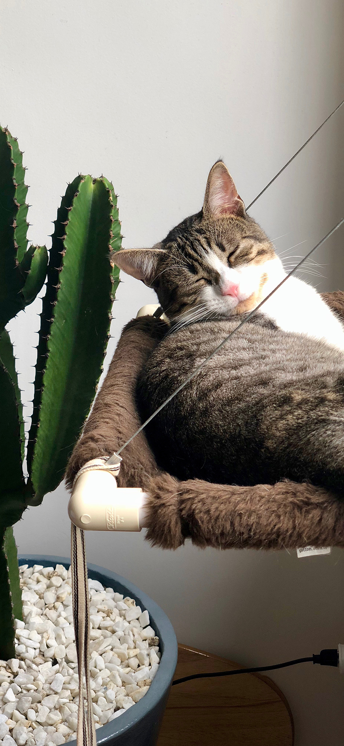 [2436×1125]宠物 猫咪 睡眠 仙人掌 苹果手机壁纸图片