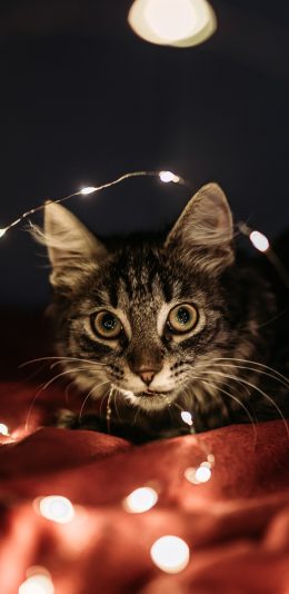 [2436x1125]宠物 猫咪 秒金融股 灯 苹果手机壁纸图片