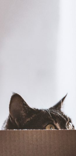 [2436x1125]宠物 猫咪 纸箱 眼睛 苹果手机壁纸图片