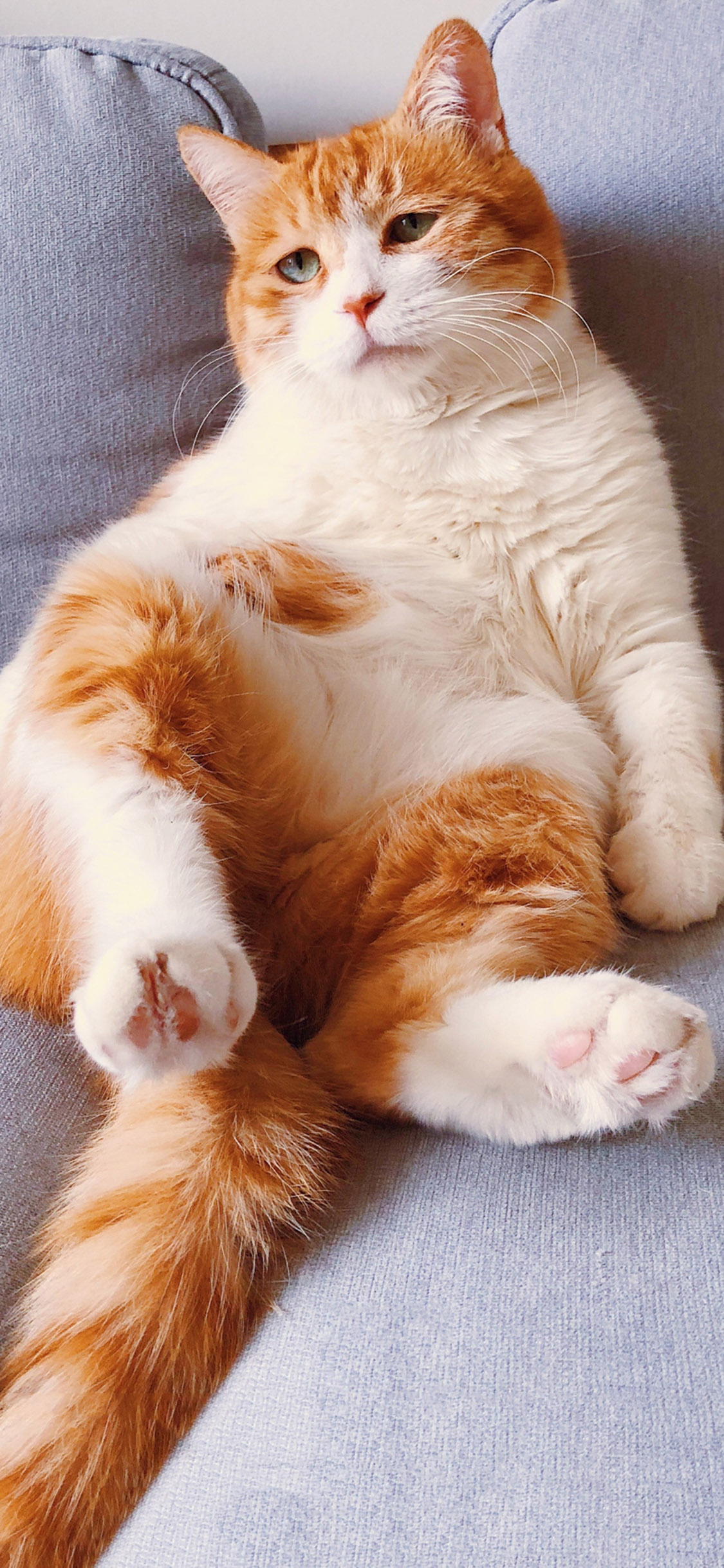 [2436×1125]宠物 猫咪 肥猫 哀愁 苹果手机壁纸图片