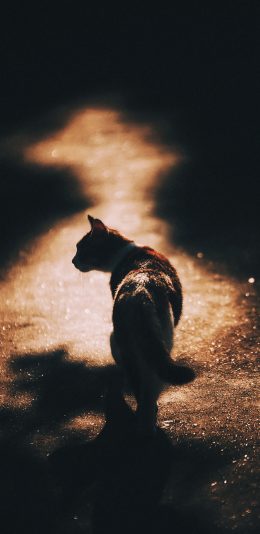[2436x1125]宠物 猫咪 背影 阳光 （取自站酷网：超级何某某） 苹果手机壁纸图片