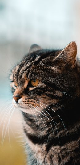 [2436x1125]宠物 猫咪 花猫 可爱 苹果手机壁纸图片