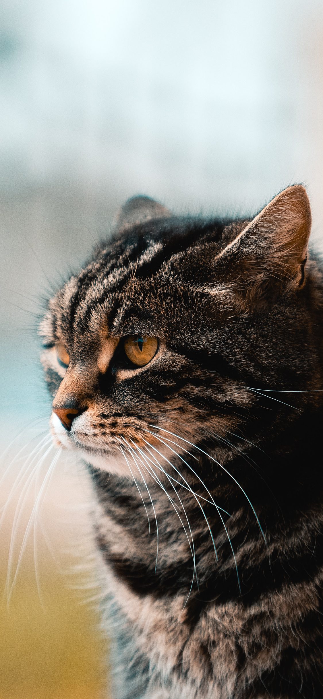 [2436×1125]宠物 猫咪 花猫 可爱 苹果手机壁纸图片