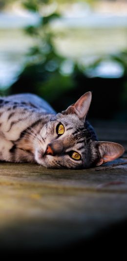 [2436x1125]宠物 猫咪 花纹 躺着 喵星人 苹果手机壁纸图片