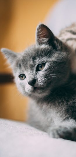 [2436x1125]宠物 猫咪 蓝猫 幼崽 苹果手机壁纸图片