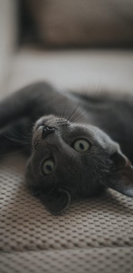 [2436x1125]宠物 猫咪 蓝猫 灰色 苹果手机壁纸图片